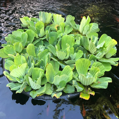 Water Lettuce (Pistia stratiotes) Live Floating Aquatic Plant – Pack of 2