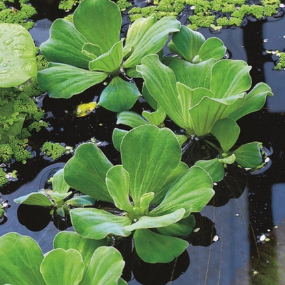 Water Lettuce (Pistia stratiotes) Live Floating Aquatic Plant – Pack of 2