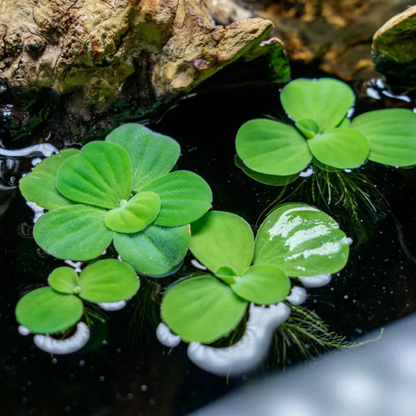 Water Lettuce (Pistia stratiotes) Live Floating Aquatic Plant – Pack of 2
