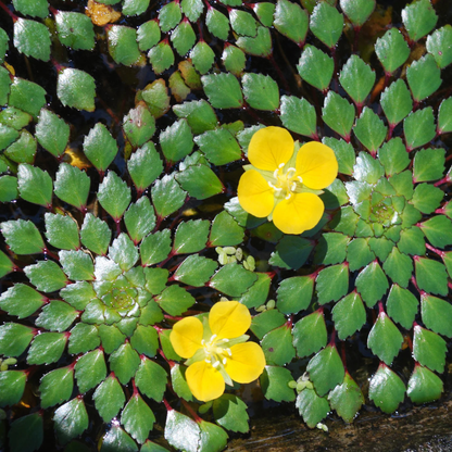 Water Mosaic (Ludwigia Sedioides) Live Aquatic Plant – Pack of 2