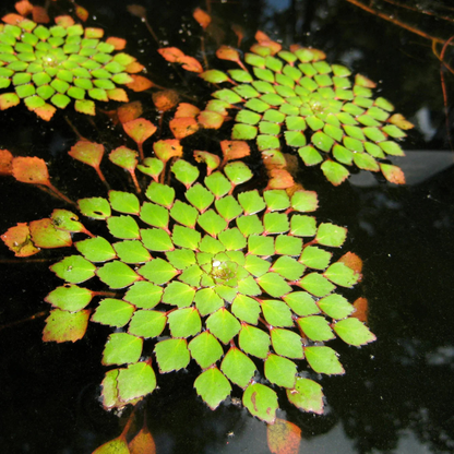 Water Mosaic (Ludwigia Sedioides) Live Aquatic Plant – Pack of 2