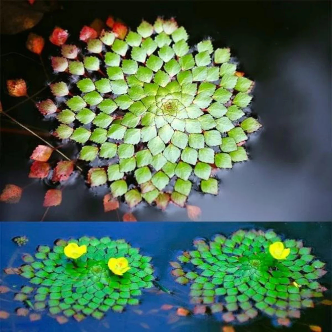 Water Mosaic (Ludwigia sedioides) Live Plant - Pack of 2