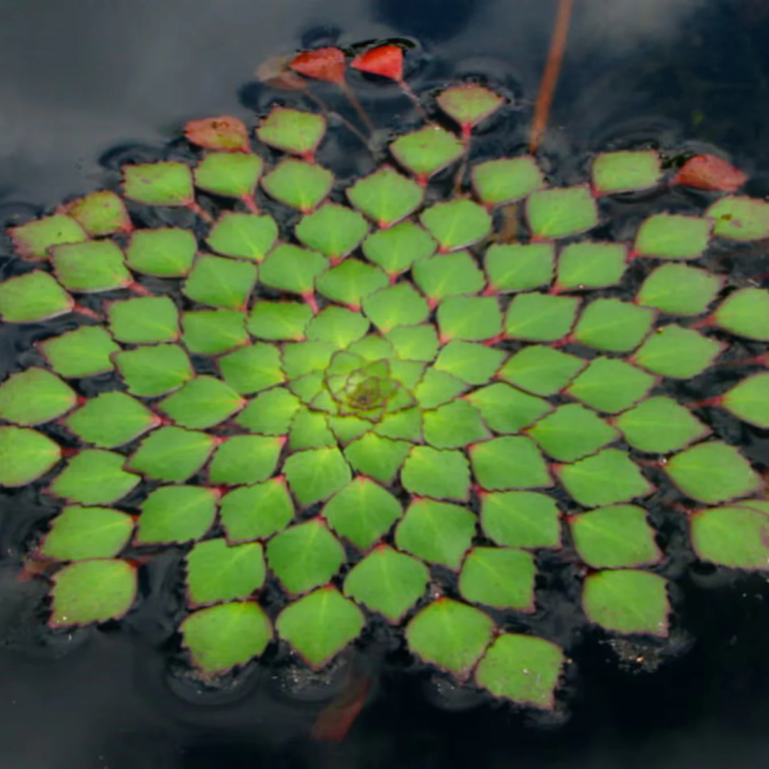 Water Mosaic (Ludwigia sedioides) Live Plant - Pack of 2