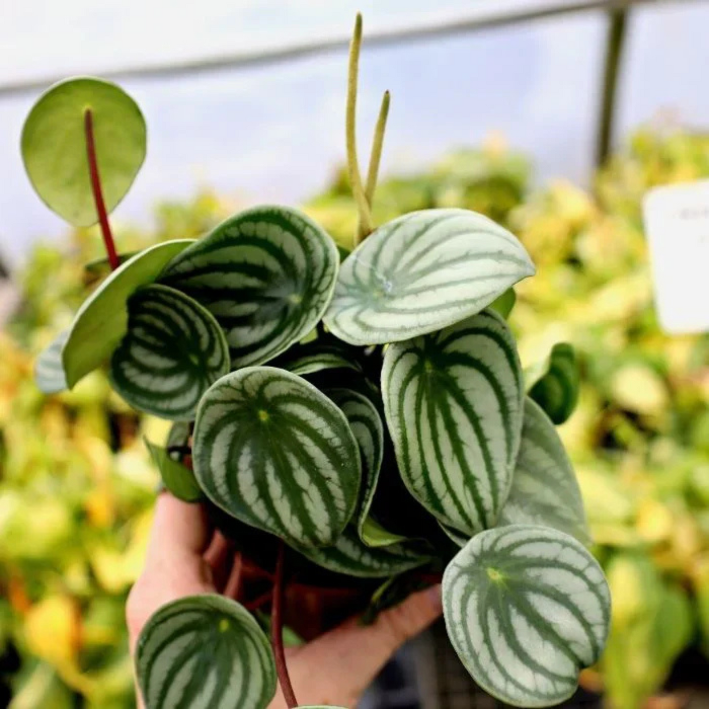 Watermelon Peperomia Indoor / Outdoor Live Plant