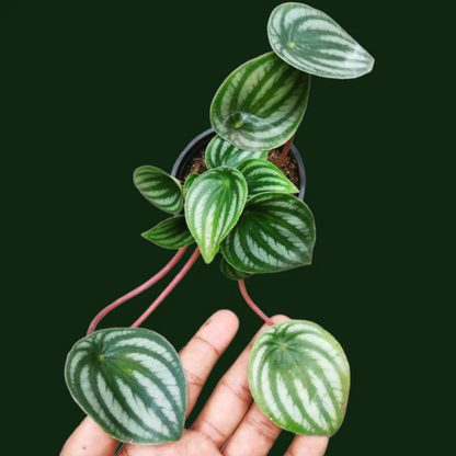 Watermelon Peperomia Indoor / Outdoor Live Plant