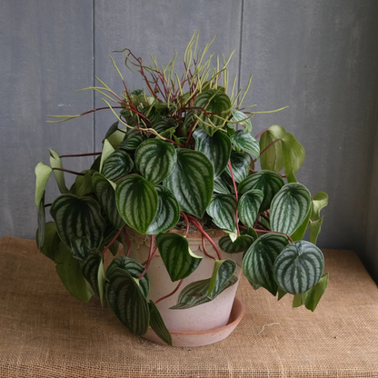 Watermelon Peperomia Indoor / Outdoor Live Plant