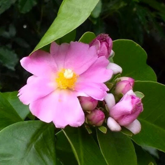 Wax Rose Pink (Rhodocactus grandifolius) Rare Flowering Live Plant