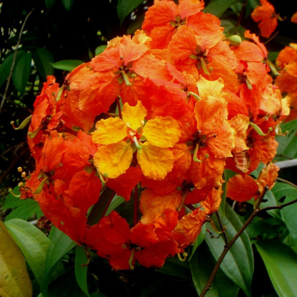 Western Red Trailing Vine (Bauhinia coccinea) Rare Flowering Live Plant