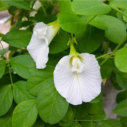 White Butterfly Pea Vine (Clitoria ternatea) Flowering Live Plant