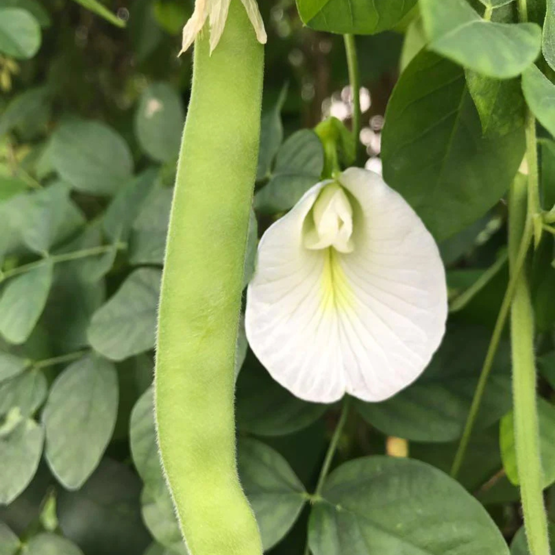 White Butterfly Pea Vine (Clitoria ternatea) Flowering Live Plant