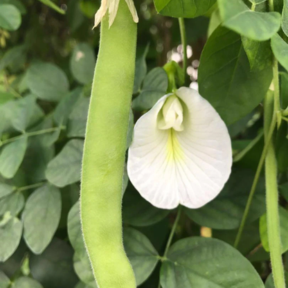 White Butterfly Pea Vine (Clitoria ternatea) Flowering Live Plant