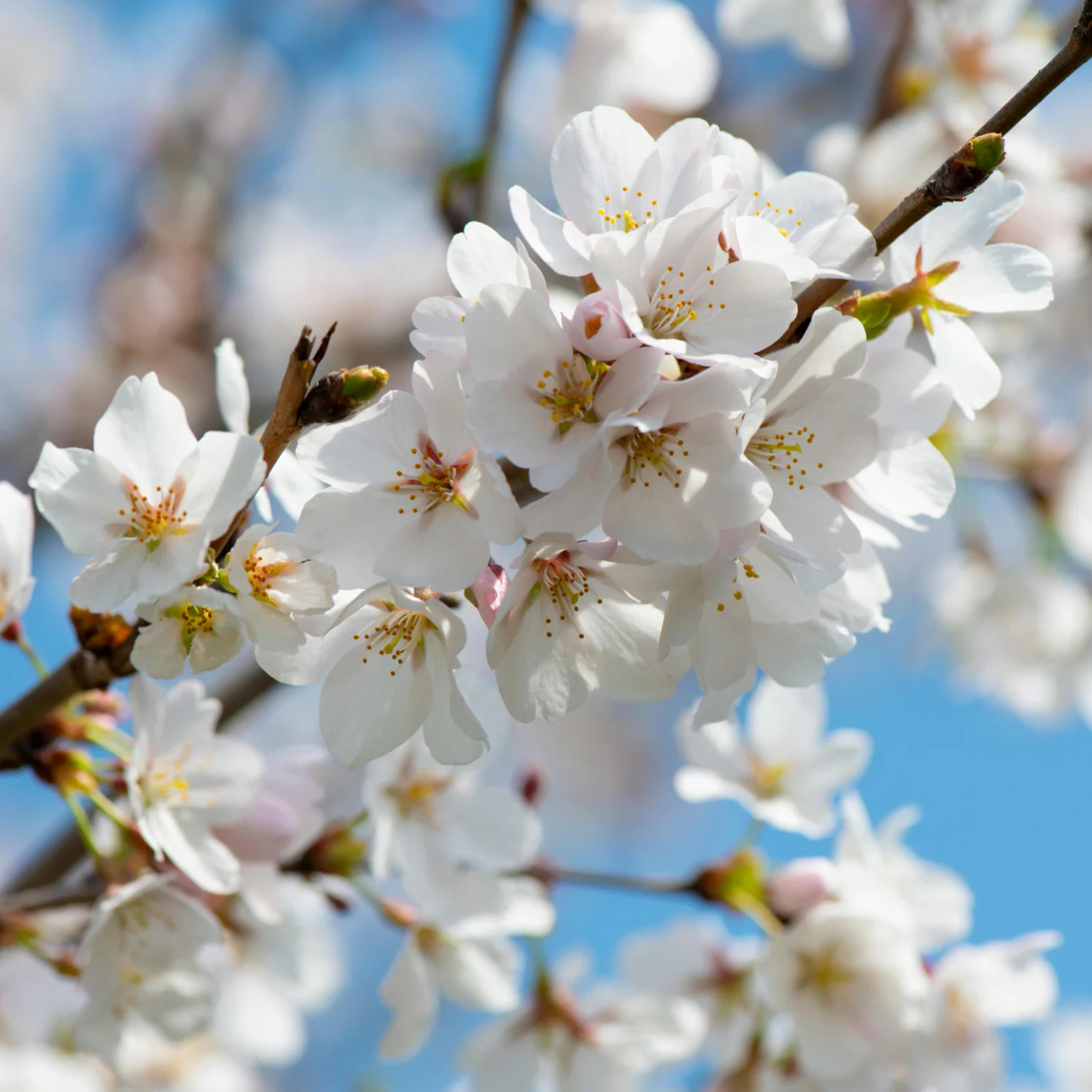 White Cherry Blossom (Prunus 'Taihaku') Rare Live Plant