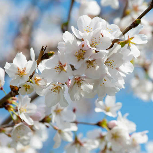 White Cherry Blossom (Prunus 'Taihaku') Rare Live Plant