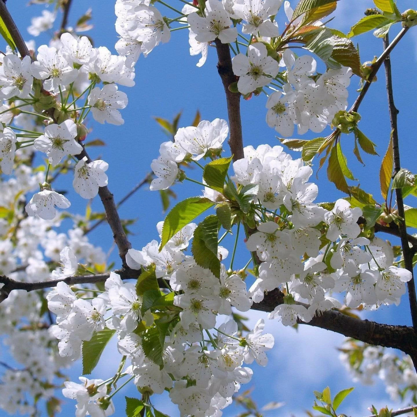 White Cherry Blossom (Prunus 'Taihaku') Rare Live Plant