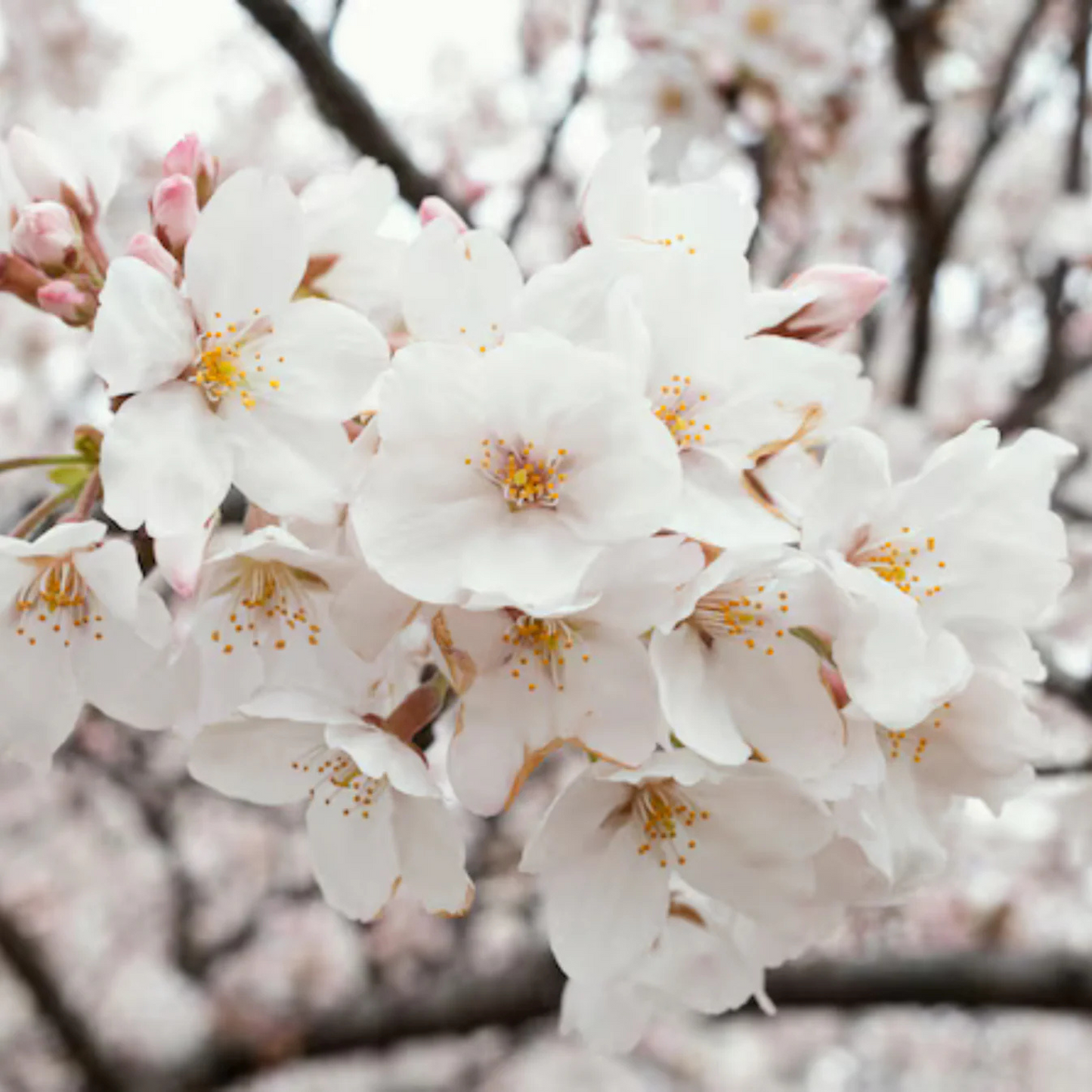 White Cherry Blossom (Prunus 'Taihaku') Rare Live Plant
