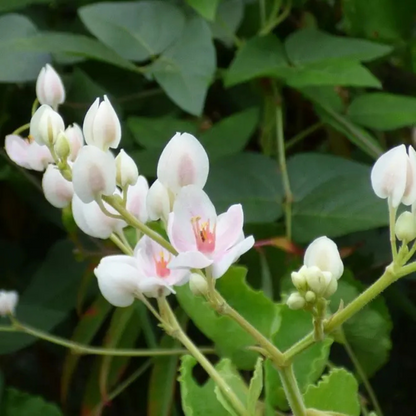 White Coral Vine (Antigonon leptopus 'Alba') Rare All Time Flowering Live Plant