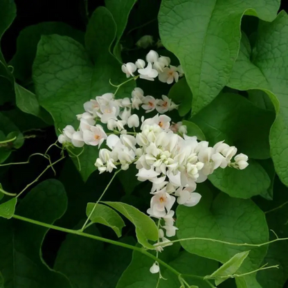 White Coral Vine (Antigonon leptopus 'Alba') Rare All Time Flowering Live Plant