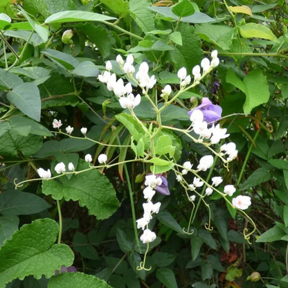 White Coral Vine (Antigonon leptopus 'Alba') Rare All Time Flowering Live Plant