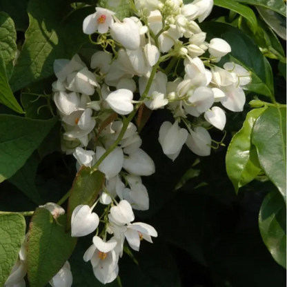 White Coral Vine (Antigonon leptopus 'Alba') Rare All Time Flowering Live Plant
