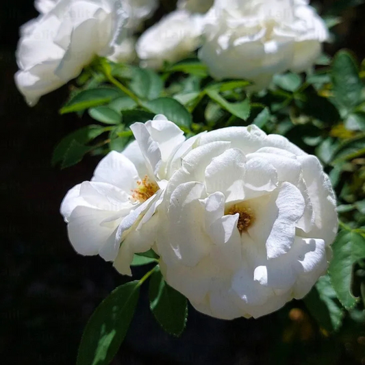 White Creeper/ Climbing Rose Live Plant