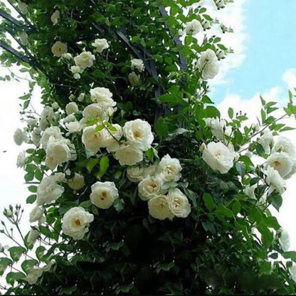 White Creeper/ Climbing Rose Live Plant