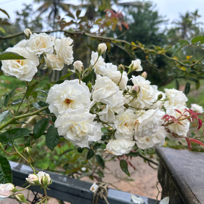 White Creeper/ Climbing Rose Live Plant