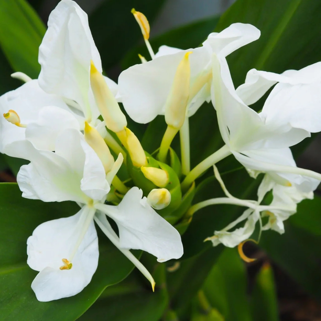 White Ginger Lily (Hedychium coronarium) Flowering Live Plant
