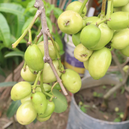 White Jamun (Syzygium cumini) Fruit Live Plant