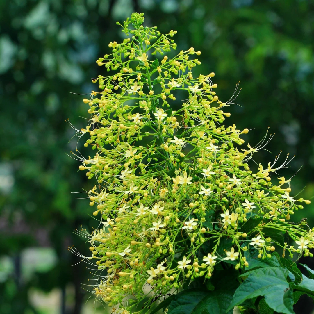 White Krishnakireedam (Clerodendrum paniculatum) Rare Flowering Live Plant