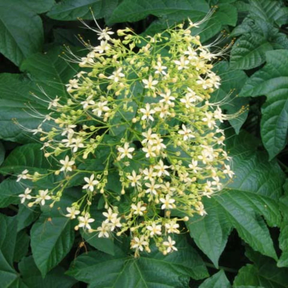 White Krishnakireedam (Clerodendrum paniculatum) Rare Flowering Live Plant