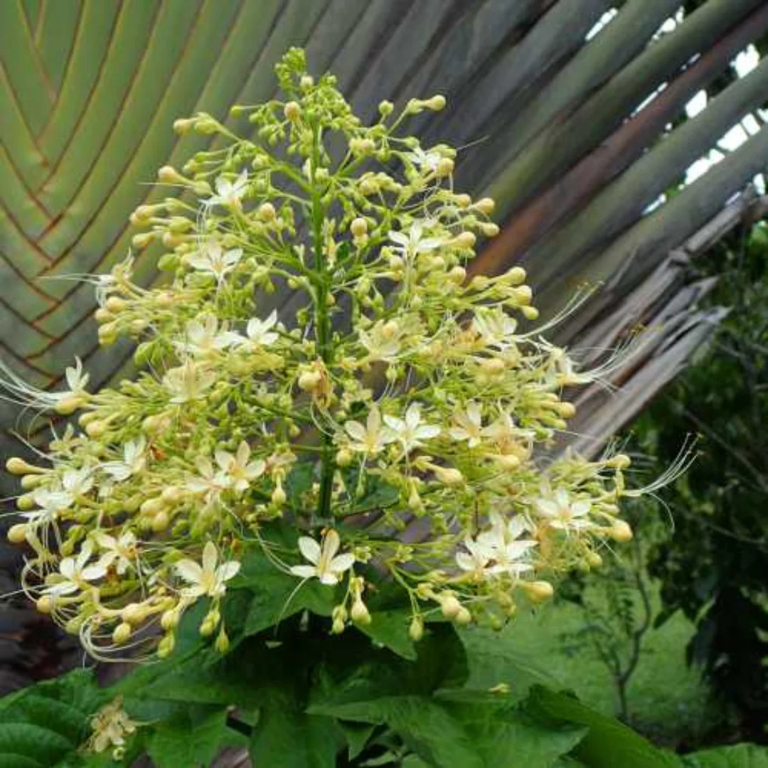 White Krishnakireedam (Clerodendrum paniculatum) Rare Flowering Live Plant