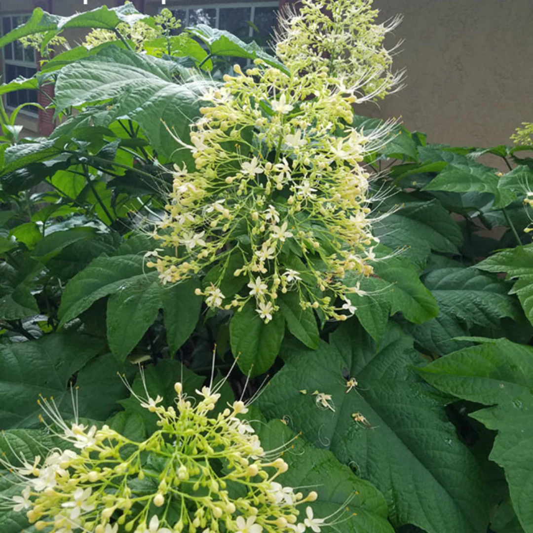 White Krishnakireedam (Clerodendrum paniculatum) Rare Flowering Live Plant