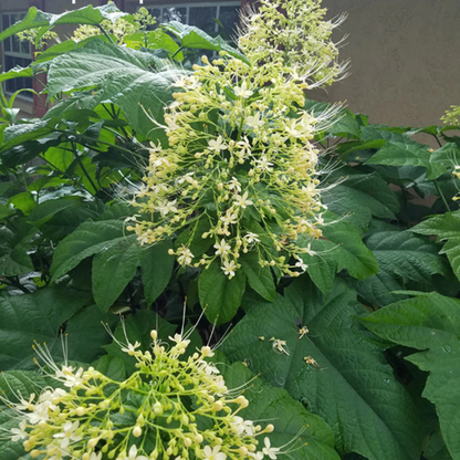 White Krishnakireedam (Clerodendrum paniculatum) Rare Flowering Live Plant