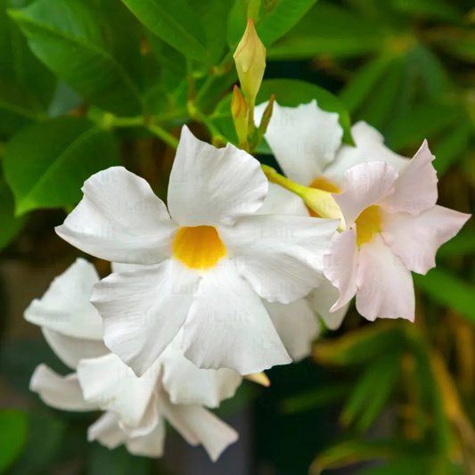 White Mandevilla / Rocktrumpet Flowering Live Plant