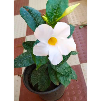 White Mandevilla / Rocktrumpet Flowering Live Plant