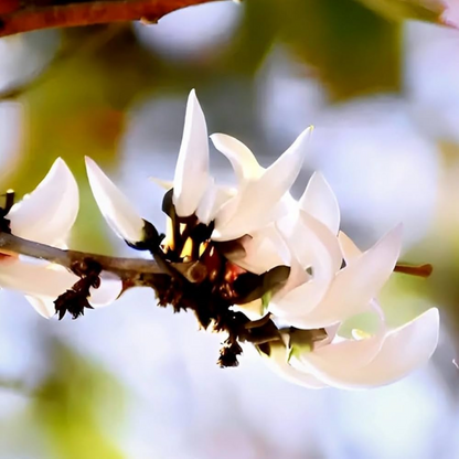 White Palash (Butea Monosperma) Layered Live Plant