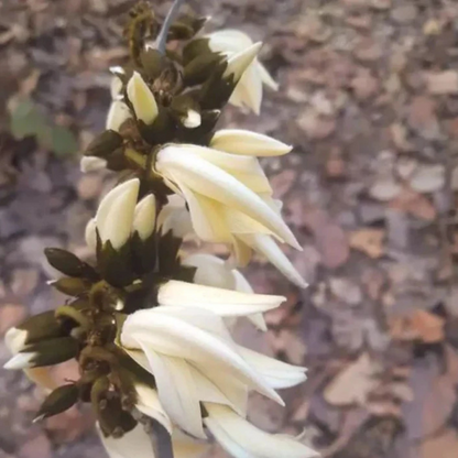 White Palash (Butea Monosperma) Layered Live Plant