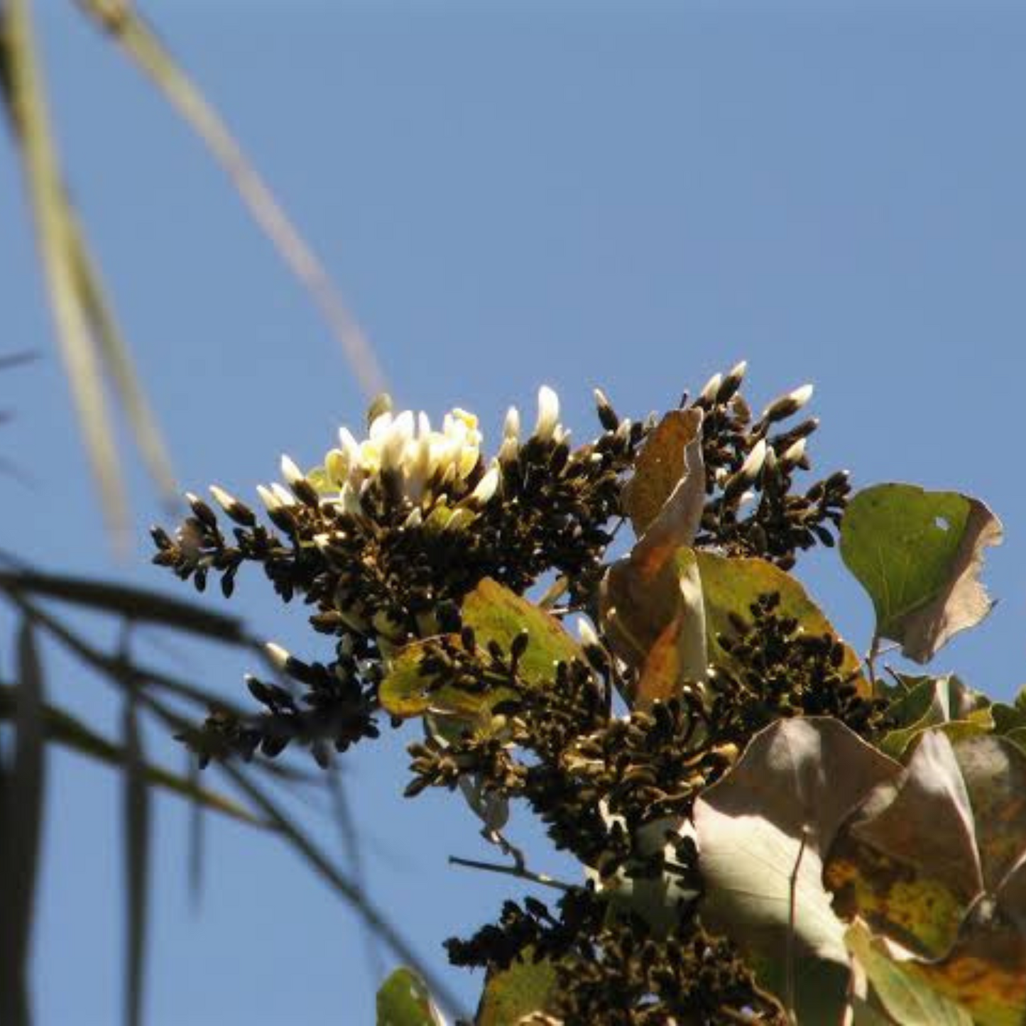 White Palash (Butea Monosperma) Layered Live Plant