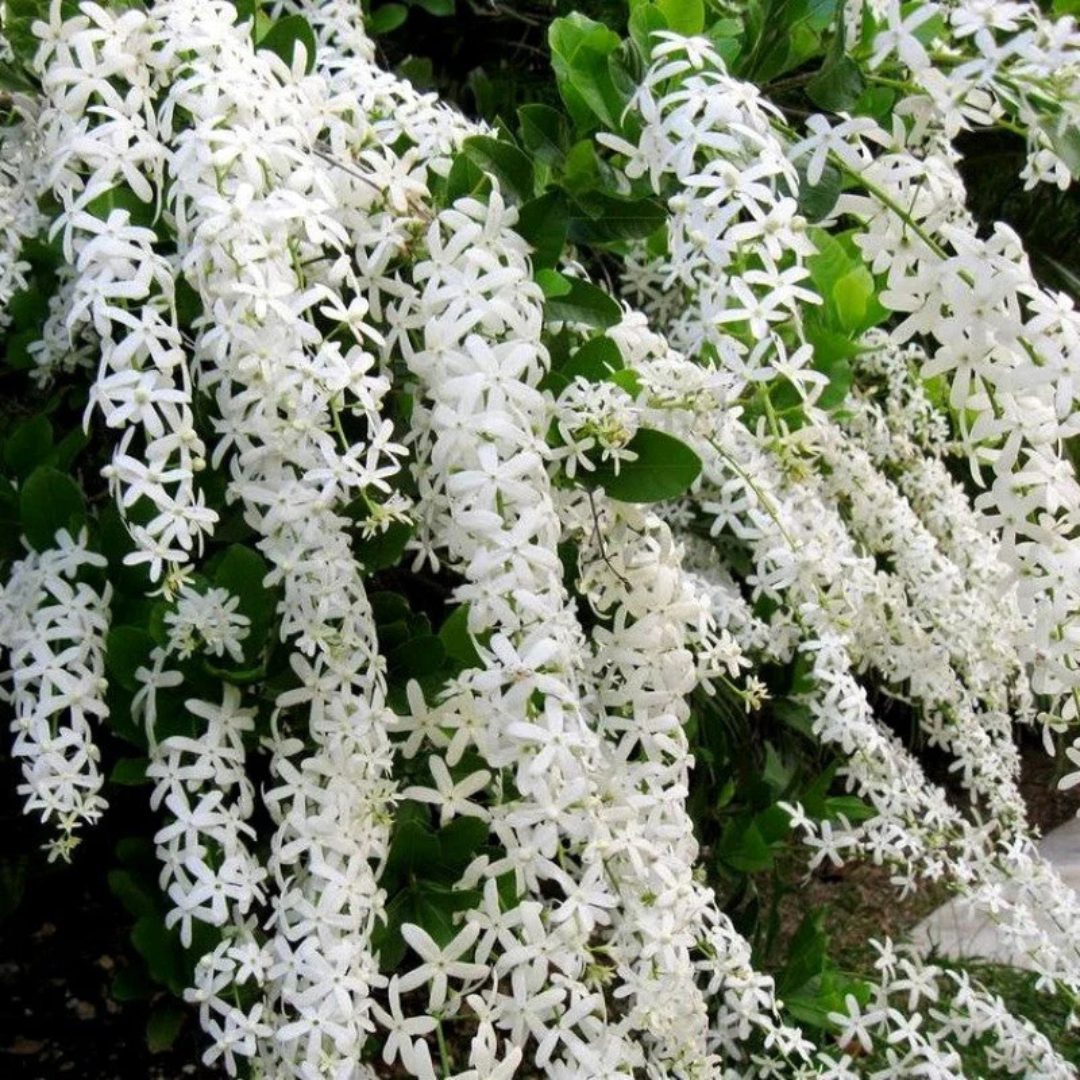 White Petrea Sandpaper Vine Live Plant