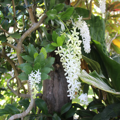 White Petrea Sandpaper Vine Live Plant