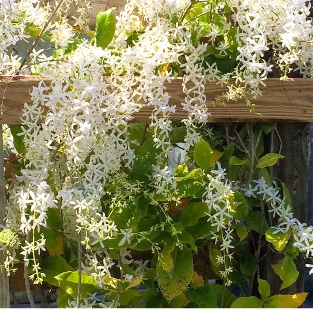 White Petrea Sandpaper Vine Live Plant