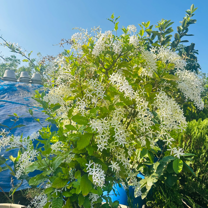 White Petrea Sandpaper Vine Live Plant