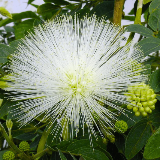 White Powder Puff (Calliandra haematocephylla alba) Rare Flowering Live Plant