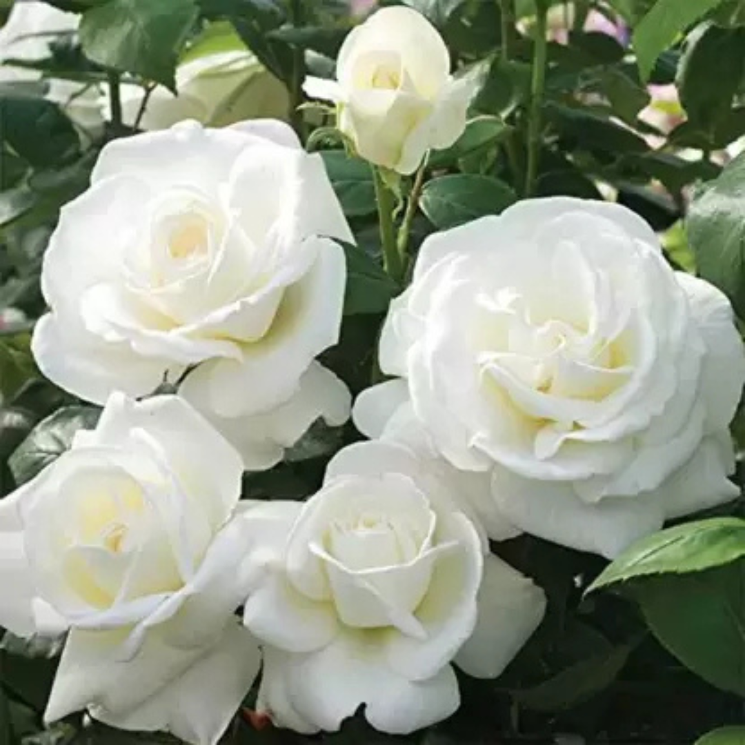 White Rose Grafted Live Plant | Fragrant & Ever-Blooming Rose for Home ...
