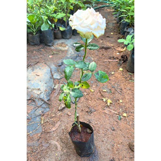 White Rose Grafted Live Plant