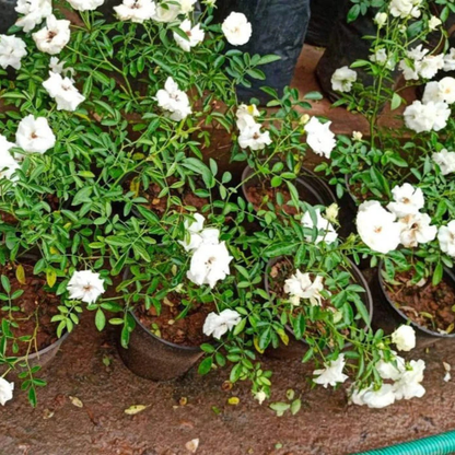 White Rose Grafted Live Plant