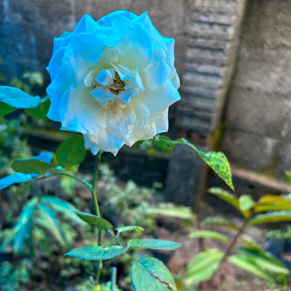 White Rose Grafted Live Plant