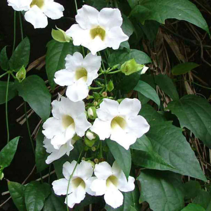 White Sky Vine (Thunbergia grandiflora alba) Climber / All Time Flowering Live Plant
