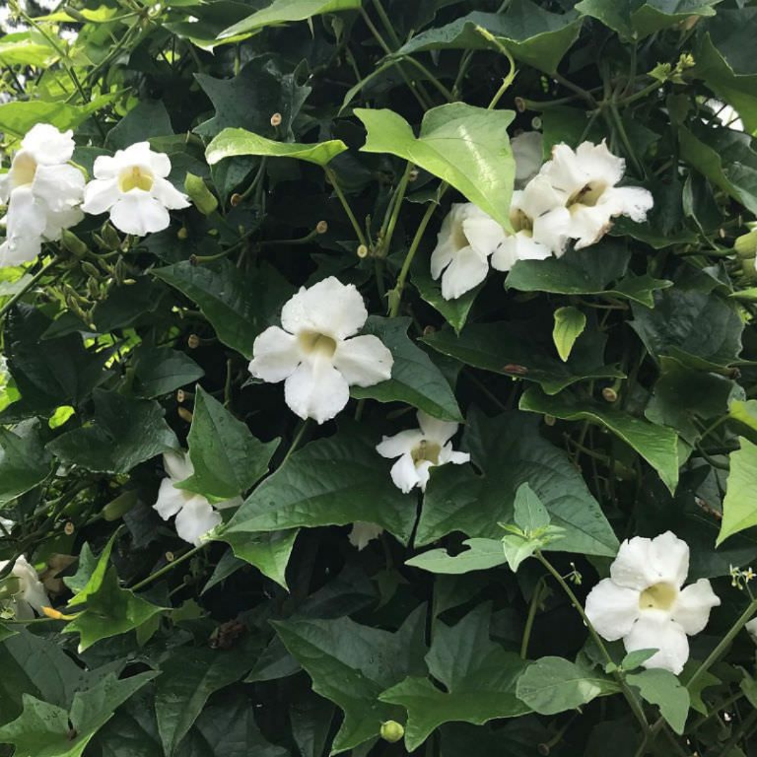 White Sky Vine (Thunbergia grandiflora alba) Climber / All Time Flowering Live Plant