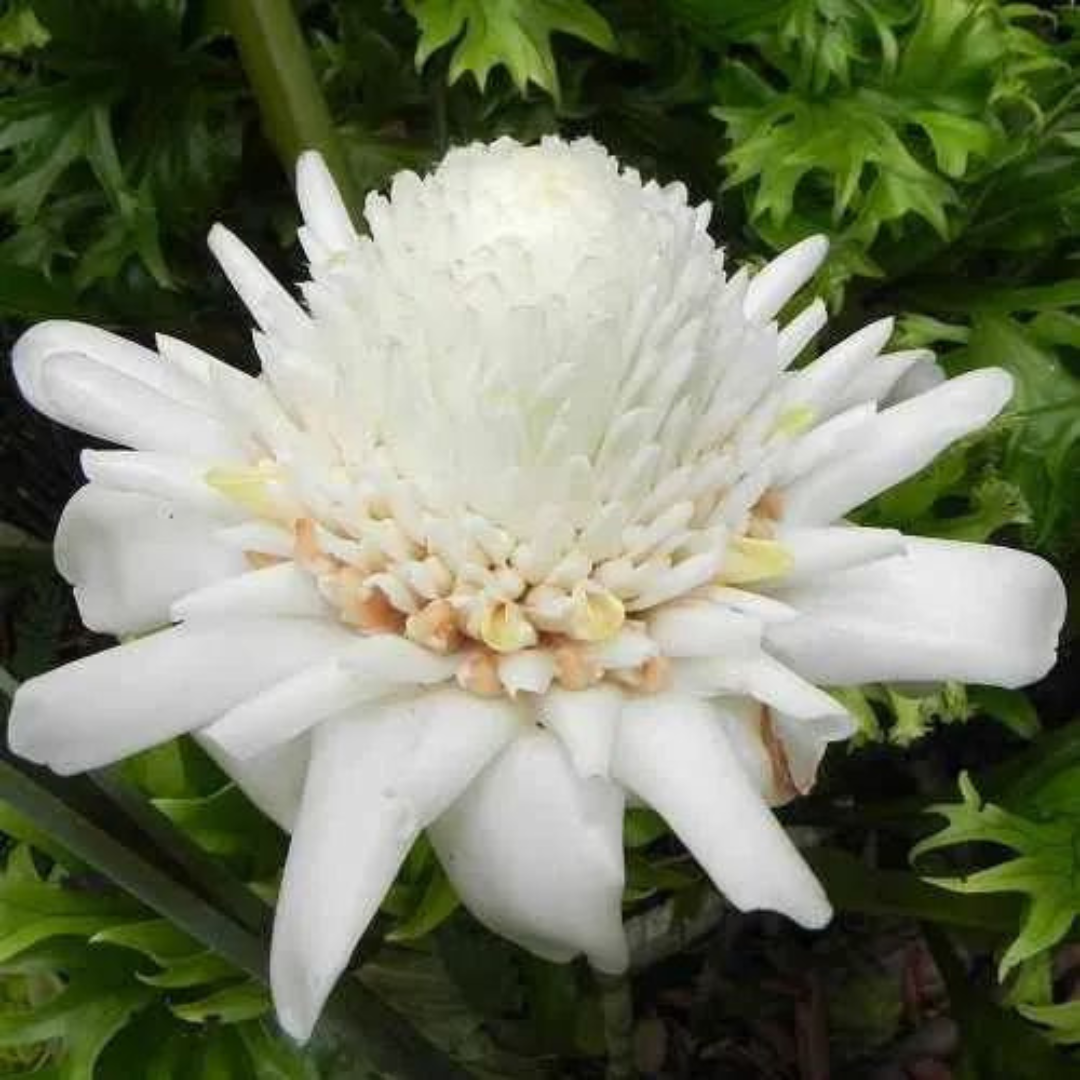 White Torch Ginger Flowering Live Plant